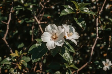 Obraz premium Live Plant of White Trumpet Vine with Bougainvillea Flowers