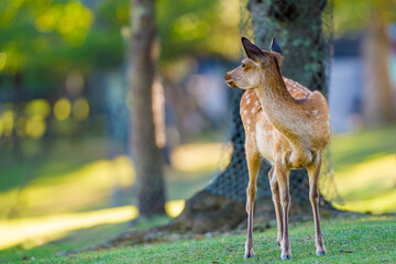 奈良公園で振り向く子鹿の姿