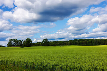 Beautiful green wheat field stretching to horizon with forest edge and dramatic cloudy summer sky. Sweden.