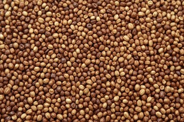 Fototapeta premium Finger millet, a nutritious option for individuals managing diabetes