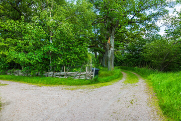 Beautiful country road dividing through green forest with old wooden fence and tall summer trees. Sweden.