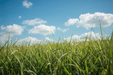 Obraz premium Lush emerald lawn set against a bright cerulean sky in a stylized spring scene