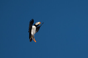 Vertical puffin coming in for a landing on a rock face