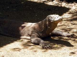 Komodo dragon of Rinca island, Indonesia