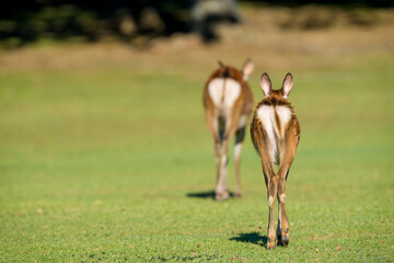 草原を歩く二頭の鹿の後ろ姿