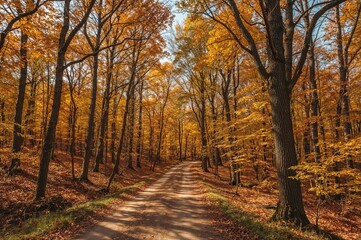 Obraz premium Stroll through the golden woods on a lovely fall afternoon.