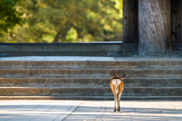 奈良の寺院前を歩く鹿の後ろ姿