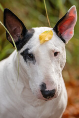Adorable Bull Terrier in red scarf with Halloween pumpkin basket in autumn leaves