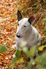 Fototapeta premium Cute Bull Terrier with Halloween pumpkin bucket and red scarf in fall nature