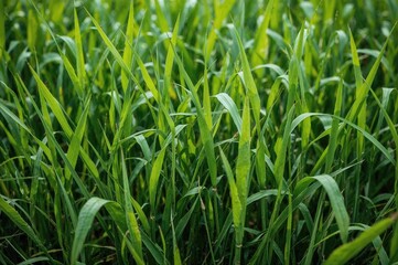 A scenic perspective of vibrant green grass, commonly utilized in countryside regions to nourish livestock, featuring a tiny bamboo shoot in the blurred backdrop with luminous green foliage and water