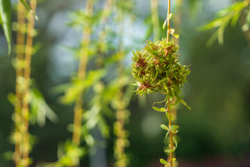Branches of the weeping willow (Salix babylonica) on the territory of the Astrakhan Kremlin on a...