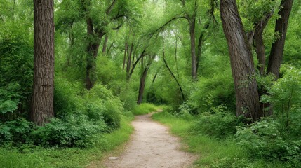 Serene Path Through Lush Green Forests Surrounded By Tall Trees And Vibrant Foliage In A Peaceful Natural Setting Ideal For Nature Lovers