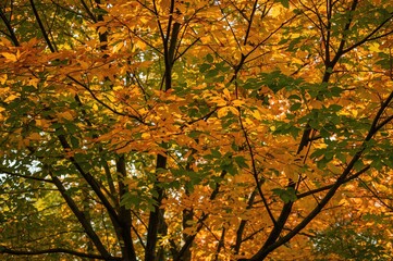 Tree decorated with colorful leaves