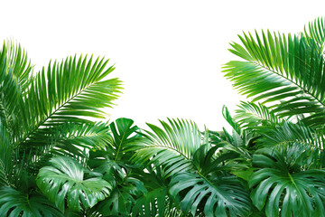 Fototapeta premium Lush tropical foliage. Close-up of vibrant green palm and monstera leaves
