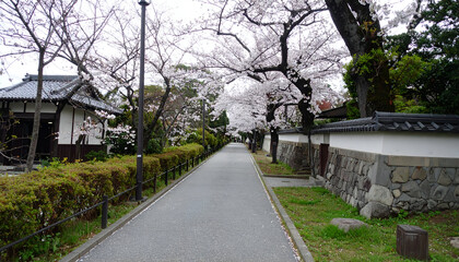 Obraz premium A serene Japanese path lined with vibrant cherry blossoms in full bloom, leading past traditional architecture and stone walls during springtime.