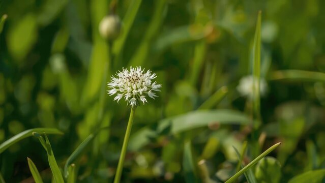 Black cumin flowering amidst vibrant green foliage
