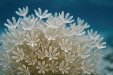 Corals with waving hand appearances and pulsating Xenia species
