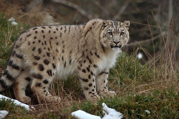 Obraz premium Majestic feline of the snowy wilderness, the Panthera uncia commands true admiration from nature