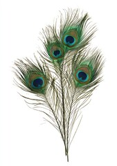 Obraz premium Peacock feather cluster against white
