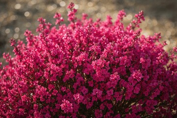 Bright pink blossoms on a compact and lively shrub