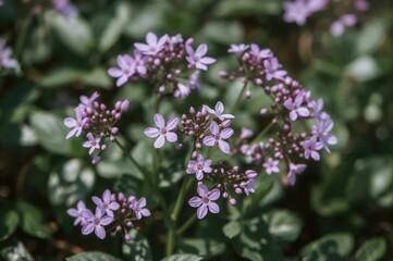 Obraz premium Tiny violet blossoms in the season of renewal, close-up of natural beauty