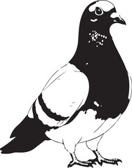 Black and white pigeon illustration on white background