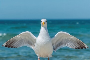 Fototapeta premium Seagull perched with wings spread wide on a blue backdrop