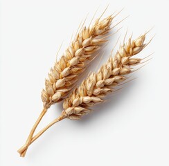 Two wheat stalks against white background
