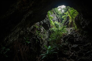 Close-up of a basalt tunnel roof inside a volcanic cave adorned with stone walls and climbing greenery