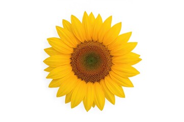 Single Sunflower Seed on a White Background
