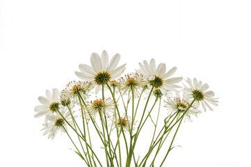 Collection of floral blooms on a white background