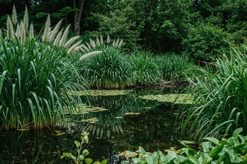 Tranquil water feature encircled by vibrant plants and thick vegetation
