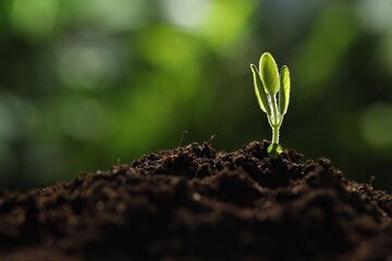 Young plant with green leaves growing from soil outdoors, closeup. Space for text