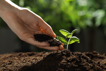 Woman putting soil under young plant outdoors, closeup