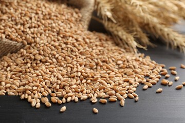 Obraz premium Wheat grains and spikelets on black wooden table, closeup