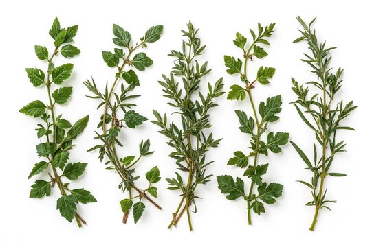 Collection of hot herbs with individual clipping paths for leaves and shadows, showcasing endless focus depth.