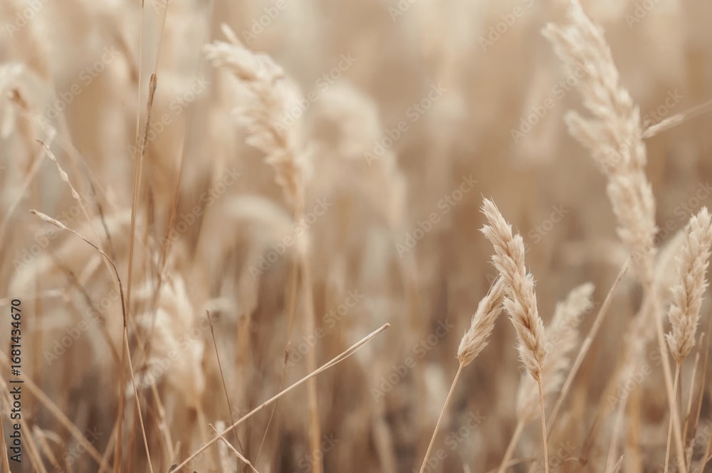 Poster softly blurred hues merge to create an abstract background, evoking calmness and inspiring creativit
