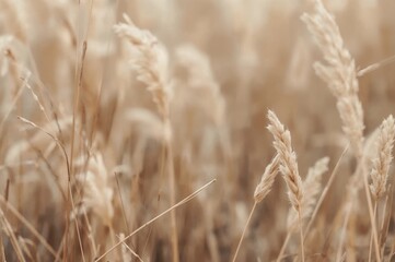 Fototapeta premium Softly blurred hues merge to create an abstract background, evoking calmness and inspiring creativity for multiple applications.