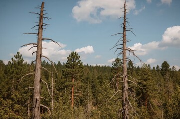 Obraz premium Vertical view of a pair of dead trees alongside multiple thriving pine trees
