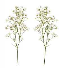 Two sprigs of small, white flowers against a white background