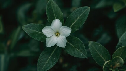 Obraz premium The plant Turnera subulata belongs to the genus known as eight o'clock flowers