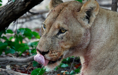 Pride of lions on a kill in Botswana