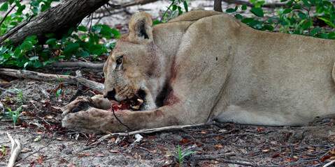 Pride of lions on a kill in Botswana