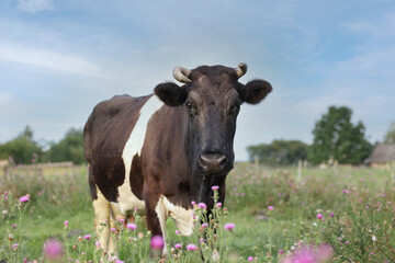 Beautiful black cow with white spots in meadow