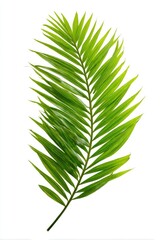 Vibrant green palm frond against white background
