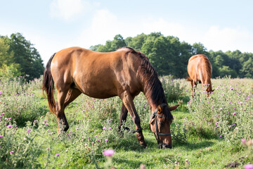 Obraz premium Beautiful horses grazing in meadow on sunny day