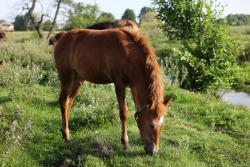 Beautiful foal grazing in meadow on sunny day