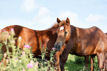Beautiful horses grazing in meadow on sunny day