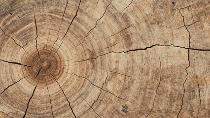Fototapeta premium Isolated wooden surface texture against white backdrop