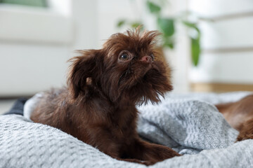 Cute Griffon puppy on pet bed indoors